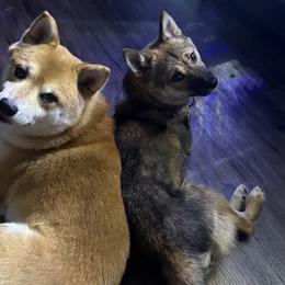 Shiba Inu from SmolBeans Kennel