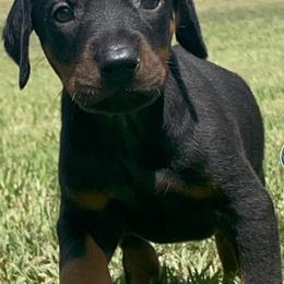 Doberman Pinscher and Labrador Retriever Puppies from Mississippi K9 Kennel