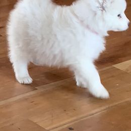 Samoyed Puppies from Falling cedar farm samoyeds
