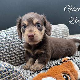 Gizmo - Chocolate and cream male Dachshund puppy in Montevallo, Alabama from Mallard's Miniature Dachshunds