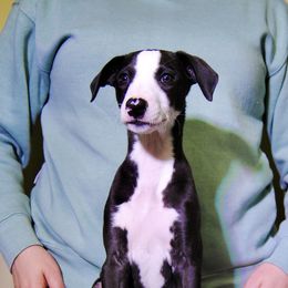Mirabelle - Black Whippet puppy in Muncie, Indiana from Valenwood Whippets