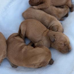 Girl 5 - Golden female Golden Retriever puppy in Salt Lake City, Utah from Deseret Peak Goldens