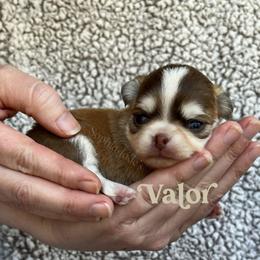 Valor - Chocolate and tan male Chihuahua puppy in Augusta, Georgia from Sophia Jade's Chi Brigade