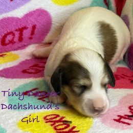 Selena - Piebald female Dachshund puppy in Tacoma, Washington from Tiny Dancer Dachshunds