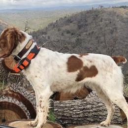 Brittanys from American Brittany