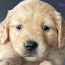 Megan - Golden female Golden Retriever puppy in Vail, Arizona from Retrievers Gold AZ