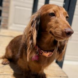 2,500 - AKC Red Dapple Longhair - Dapple female Dachshund puppy in Horizon City, Texas from Willipaws