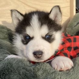 Companion Crosses from Sissy’s Husky Pups