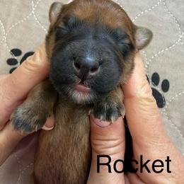 Rocket - Wheaten male Whoodle puppy in Pima, Arizona from Schmidt's K9s