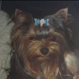 Mila - Yorkshire Terrier