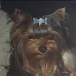Mila - Yorkshire Terrier