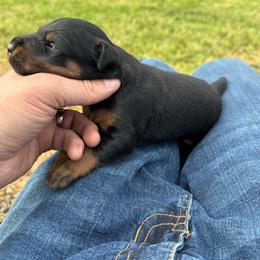 Boy 1 - Black male Jagdterrier puppy in Monroe, Oregon from Oregon Jagdterrier