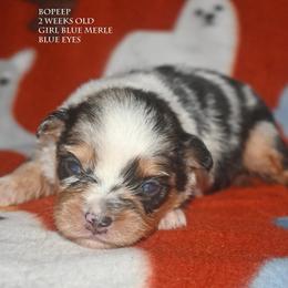 BoPeep - Blue merle female Miniature Australian Shepherd puppy in Patterson, North Carolina from DreamLine Aussies