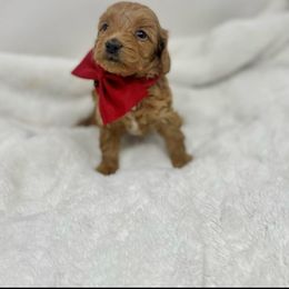 Maltipoo Puppies from Piper N Penny