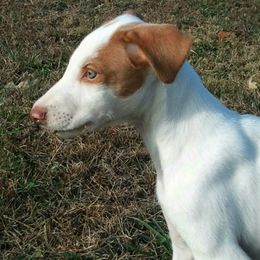 Ibizan Hound Puppies from Pamela Mutchek's Ibizan Hounds