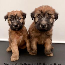 Yellow Girl - Wheaten female Soft Coated Wheaten Terrier puppy in Grand Prairie, Texas from Wonderful Wheatens