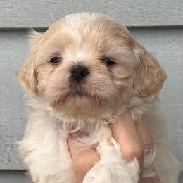 Clarabelle - Cream female Shichon puppy in Kent, Washington from Mad Hatter Farm