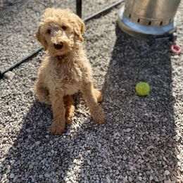 Poodle Puppies from FurEver Poodles