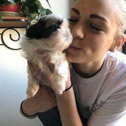 Shih Tzu Puppies from Willow Lane Shih Tzus