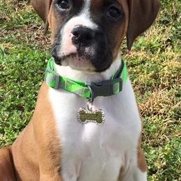 Boxers from K.O. Boxers of FLko