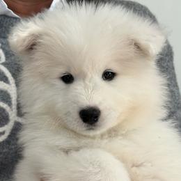 Rosie (Moira) - White female Samoyed puppy in White Bear Lake, Minnesota from Nakawe (nah-COW-weh) Samoyeds