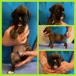 Lime Green - Brindle male Boxer puppy in Butler, Pennsylvania from Schaible's Boxer Huddle