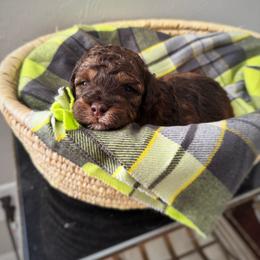 Bernedoodle and Poodle Puppies from Orange Blossom Poodles & Doodles