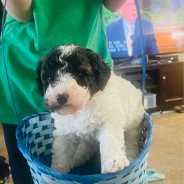 Boy 1 - Sable male Aussiedoodle puppy in St. George, Utah from Color Country Doodles