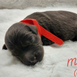 Maxwell - Chocolate male Goldendoodle puppy in Eau Claire, Wisconsin from Fisher River Doodle's