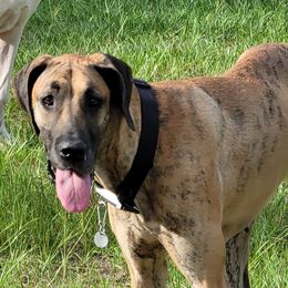 Willow - Great Dane
