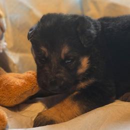 Girl 3 - Black and tan female German Shepherd puppy in Leon, West Virginia from Heart2Heart Kennels