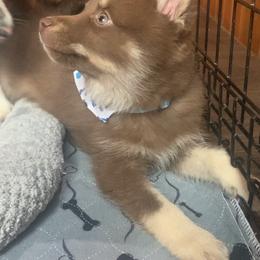 Zuma - Chocolate Pomsky puppy in Mineola, Texas from East Texas Pomskies