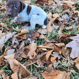Mr Big 5 - Liver roan male German Shorthaired Pointer puppy in Troy, North Carolina from Uwharrie GSP