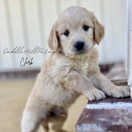 Clark 1725 - Cream male Goldendoodle puppy in Rienzi, Mississippi from Saddle Hill Farms