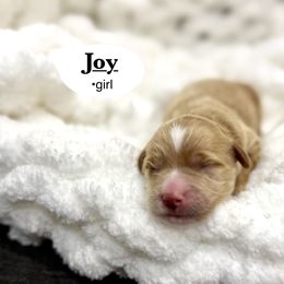 Joy - Red  female Goldendoodle puppy in Jackson, Mississippi from T.M. Poodles & Doodles