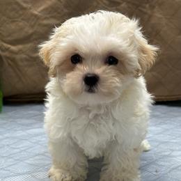 Tinker - Champagne male Maltipoo puppy in Bowling Green, Kentucky from Denise Clark