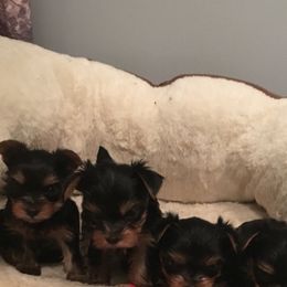 Yorkshire Terrier Puppies from Chestnut yorkies