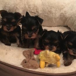 Yorkshire Terrier Puppies from Chestnut yorkies