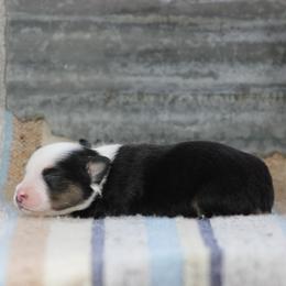 Lincoln - Black tri male Miniature Australian Shepherd puppy in Peoria, Oklahoma from Rocky Hill Aussies