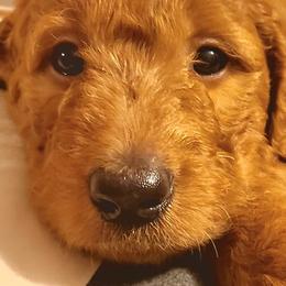 Goldendoodles from Myers Goldendoodles