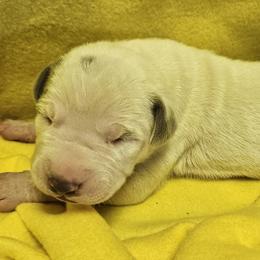 Eliana - Silver female Great Dane puppy in Towaco, New Jersey from MommaDukes Danes