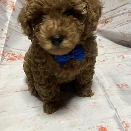 Poodle Puppies from Firebird Toy Poodles
