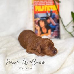Cavapoo Puppies from Pup Fiction Breeders