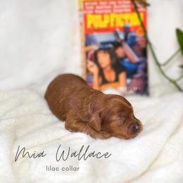 Cavapoo Puppies from Pup Fiction Breeders