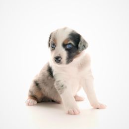 Australian Shepherd Puppies from Polkaussies