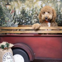 Bernedoodle and Goldendoodle All Grown Up from Country Hills Doodles