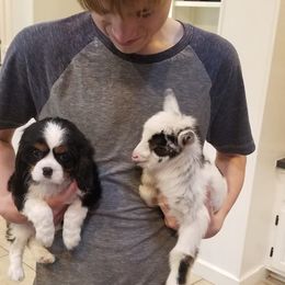 Cavalier King Charles Spaniel Puppies from Castle Rock Cavaliers