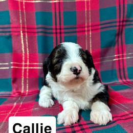 Callie - Black and white female Aussiedoodle puppy in Lebanon, Missouri from Kaitlen's Doodle Pups