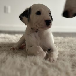 Dalmatian Puppies from Pawsitively Spotted