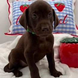 Green - Chocolate male Labrador Retriever puppy in Heath Springs, South Carolina from Rich Hill Retrievers